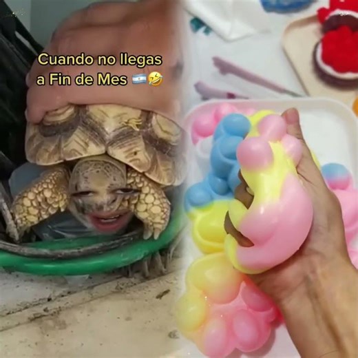 Cuando NO llegas a Fin de Mes 🇦🇷💔🤣🐢