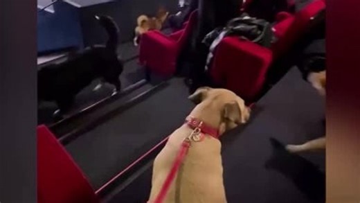 Pet-friendly screening: movie theater shows Disney classic for dogs