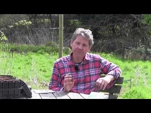 HOW TO SOW RUNNER BEANS