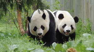 Pandas at the National Zoo Before 2023 Departure