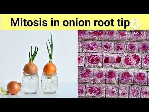 Practical - Mitosis in onion root tip experiment class 12