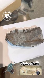 #Xiphactinus of the Pacific! This lower jaw (dentary) fragment was found by the team @courtenaymuseum on Vancouver Island, British Columbia, Canada. Though this is all that was found, it has the tooth morphology, and robustness, of #Xiphacrinus. It is also of the right aged rocks. Understanding the age of the rocks is an important component of fossil hunting, albeit not one of the easiest tasks. What did it look like? Take the biggest, meanest looking bony fish (ie. not a shark) that you can thi