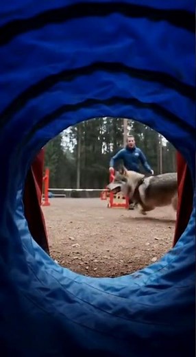 A wild wolf outperforms most trained athletes — and the coach is sprinting just to keep up.”