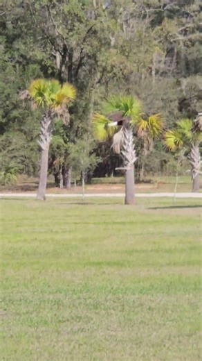 March 15, 2026 Bald eagle flying away from my pond.