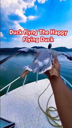 The Happy Flying Duck #duck