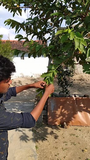 Naveen dusa 7 (@naveendusa7)’s videos with original sound - Vidhun Vasudevan