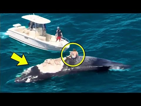 Diver Saves Whale’s Life — Watch How It Thanks Him For His Help!