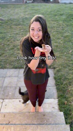 Did you know that there is a world’s smallest chicken breed? It’s called a Serama! We got ours from feather lover farms! #pnw #couplecomedy #farmlife #funny #chicken | Hens and Honeybees