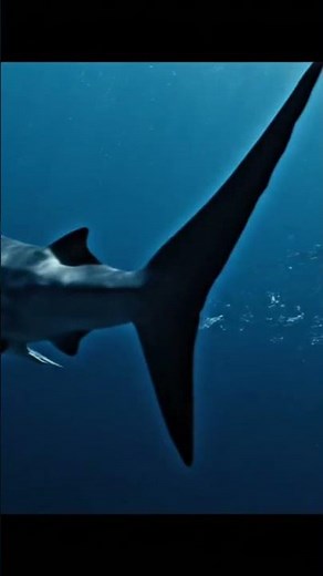 Tiger Shark Attack 🦈 | Ocean’s Most Dangerous Predato