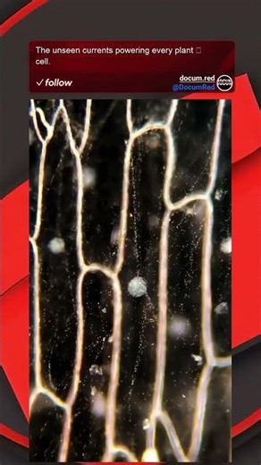 The unseen currents powering every plant cell.