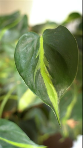 Plants in your ecology. Big, green leafs, all flora life works well to take away what we don’t need and give us in return what we do need. It takes in CO2 and gives out oxygen. We take in oxygen and give out CO2. Also on an energy level, what is poison for us is food for them . Learn how to use plants to keep your ecology, clean at home, at work, and then your clinic #bioenergy #healing #therapy #bioenergytherapy #bioenergycleaning #meditation #spiritual #spirituality #love #meditation #peace #l