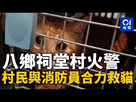 八鄉祠堂村火警｜兩貓獲救 村民與消防員合力放貓入籠｜01新聞｜突發｜火警｜八鄉｜貓咪｜消防員