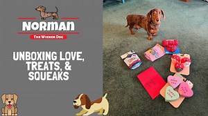113K views · 2.6K reactions | Unboxing Love, Treats, & Squeaks  Love is in the air... And so is the sound of squeaking! 藍 Somebody call cupid, because I have the best Valentine!  | Norman The Wiener Dog | Facebook