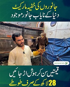 راچی میں موجود ، جانوروں کی خفیہ مارکیٹ جہاں آپکو دنیا کے نایاب جانور خریدسکتے ہیں #Animal #AnimalMarket #EidulAzha #Karachi #KarachiParindaMarket Karachi Ki Khufiya Pets Market | World Most Expensive Pets Animal 🦒 | Pakistan Kay Sath