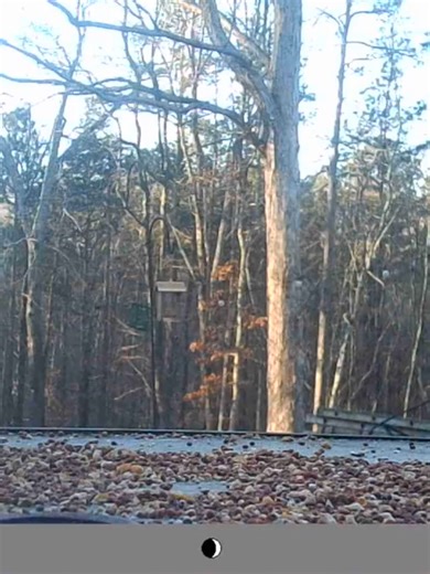 Chickadee 1 21 26 #Chickadee