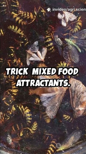 Managing Helicoverpa armigera and Agrotis ipsilon in Peanut Fields Using Mixed Food Attractants