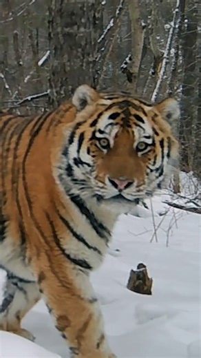 Talk about earning your stripes! 🐯❄️ For thousands of years, Siberian tigers have occupied the southeastern corner of Russia, where winter temperatures of –20 degrees Fahrenheit are not unusual 😳😱 | National Geographic Animals