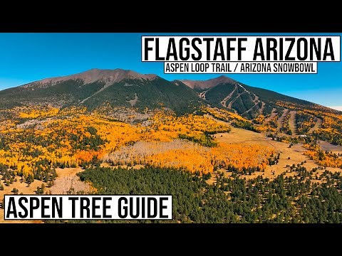 Aspen Loop Trail Fall Hiking Guide in Flagstaff, Arizona - Northern Arizona Fall Color Aspen Trees