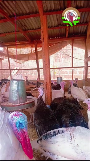 Dear Turkey Farmers, Plan it, execute it and repeat. May the sun shine on our efforts today. Ibukunoluwa Farms🐓🦃 #ibkfarms🐔🦃 #farmer_ibukunoluwa #farmlife #TurkeyFarming