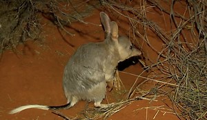 2.1K views · 100 reactions | How much do you know about the bilby? The solitary, nocturnal marsupial is a threatened species under State and Commonwealth legislation, and in WA, is listed as Vulnerable fauna under the Biodiversity Conservation Act 2016. Find out what we're doing to safeguard the Kimberley bilby. | Parks and Wildlife Service, Western Australia | Facebook
