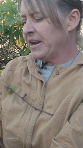 Delve into the world of the Nannyberry shrub with Nicole Zempel!