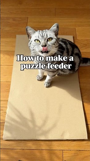 Make a super easy puzzle feeder for your kitty in just 10 minutes!🙀Follow for more🐈‍⬛ #cat #diy