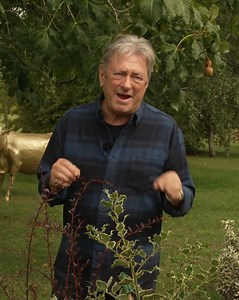 Attract more wildlife by choosing a hedge that offers food all winter! 1. Holly 'Golden King': The absolute best for winter berries, which are a lifeline for birds. 2. Barberry (Berberis): Offers nectar and pollen, and those prickly thorns are great for keeping dogs out. Remember, only female holly plants carry the berries, and they need a male nearby for pollination! #WildlifeGarden #Berries #HollyHedge #BirdFood #GardenLife | Gardening With Alan Titchmarsh