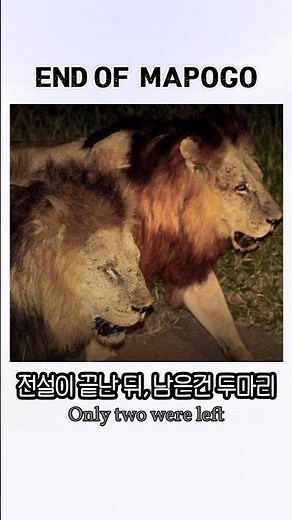 The End of a Legend | 전설의 종말 | 전설이 된 사자 군단 MAPOGO