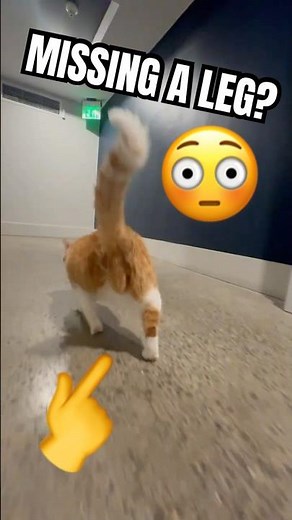 Teaching my 3 legged cat how to run again…