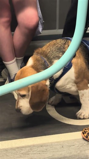 Beagle Dog on a Bus in Richmond Surrey