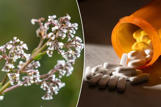 This plant’s been called ‘nature’s Valium’ — it can help fight anxiety, reduce stress and treat insomnia