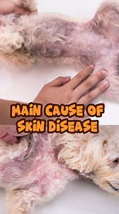There are various reasons why a dog might develop skin diseases. Some common causes include: 1. **Allergies**: Dogs can develop allergic reactions to various things such as certain foods, pollen, mold, dust mites, or flea saliva. 2. **Parasites**: Fleas, ticks, mites, and other parasites can cause irritation and skin problems in dogs. 3. **Bacterial or Fungal Infections**: Bacteria and fungi can infect a dog's skin, leading to conditions like pyoderma or ringworm. 4. **Nutritional Deficiencies**