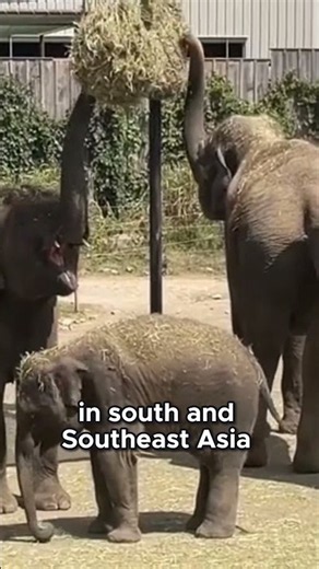 Where Elephants Live: The Habitats and Conservation Status Explained!