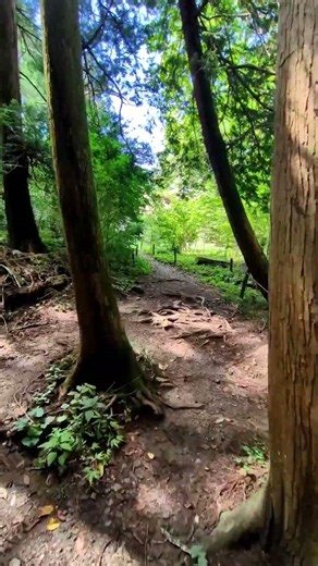 [A Guide to the Takao Plum Grove Walking Trail] Filmed at the Foot of Mt. Takao, 7/29/R8
