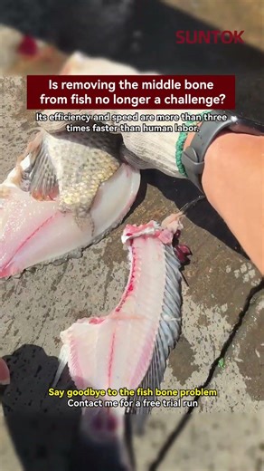 Fish fillet machine for tilapia