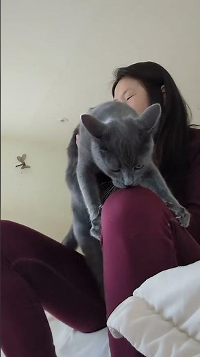 Blowing raspberries on cat tummy