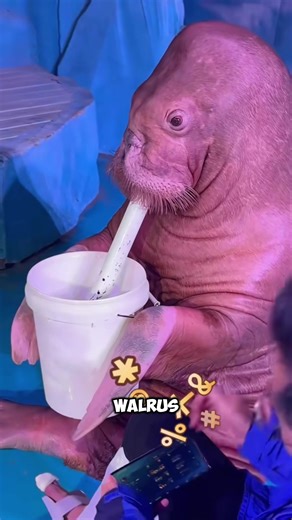 When Scolding a Walrus Goes Wrong: A Funny Encounter