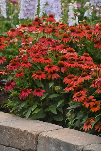 16 Gorgeous Coneflowers to Plant Right Now to Brighten Your Garden