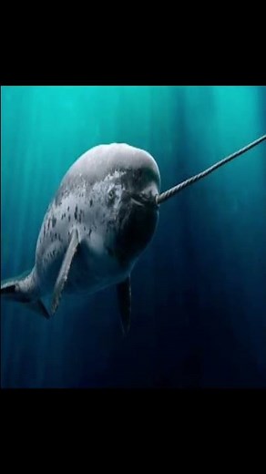 Interesting facts about Narwhals | #AnimalsAndPets