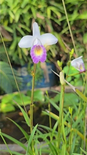 “Why Is the Bamboo Orchid So Graceful?”