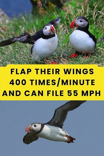 Did You Know That Puffins Can Hold up to 30 Fish in Their Beaks at Once #birds #wildlifefacts