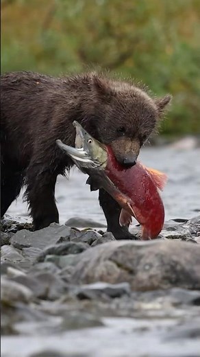 Adorable Bear Cub 🐻 Trying to Eat a Salmon 🐟 | First Lessons of Survival #wildlife #bear #alaska