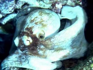 The Tree Octopus Is it real or Not?