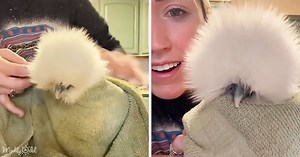 Funny chicken starts purring when tucked into bed