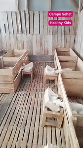 740K views · 18K reactions | Perawatan Intensif | Intensive Care Memberi susu rutin bikin cempe aktif dan sehat. Regular feeding keeps kids active and healthy. #Cempe #Kambing #SusuKambing #MetodeMangkuk #FreshMilk #Peternakan #GoatCare #HealthyKids #IntensiveFeeding #FarmLife | Mang Didin | Facebook