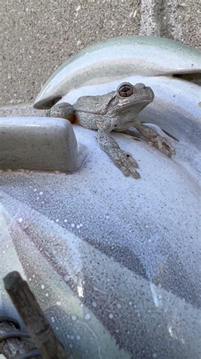 Gray Treefrog