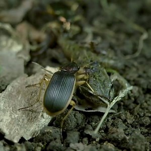 4.5K views · 37 reactions | Epomis Beetle ! Frog Tracker  Join our group : Animals Life. Thank you so much ❤ | Elephants | Facebook