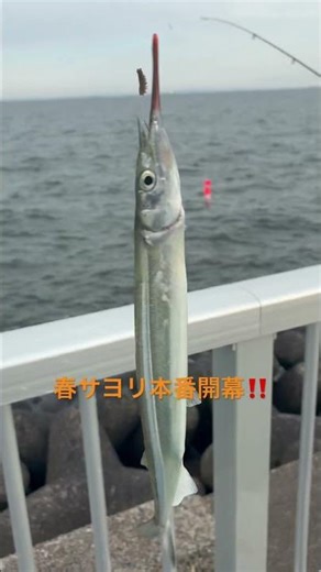 Spring halfbeak, 40cm! The Super Sayorin Urayasu fishing method is in full swing!!