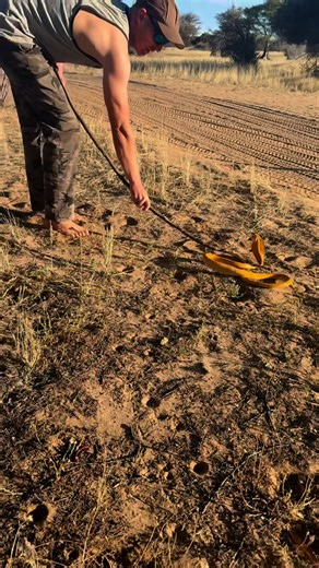 Valentin Gruener on Instagram: "Sometimes there are unwelcome guests around the camp, although I do love them 😊 🐍 ☀️🐍 Meet the Cape Cobra. One of Africa’s most iconic and feared snakes. ⚠️ Venom power: The Cape Cobra carries one of the most potent neurotoxic venoms of any African snake. A bite can shut down the nervous system and, without treatment, cause respiratory failure. That’s why it’s considered among the most dangerous snakes on the continent. 🌍 Role in the wild: In the African savan