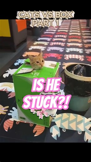 The Ultimate Cat vs. Box Showdown (Part 1) #cat #shorts
